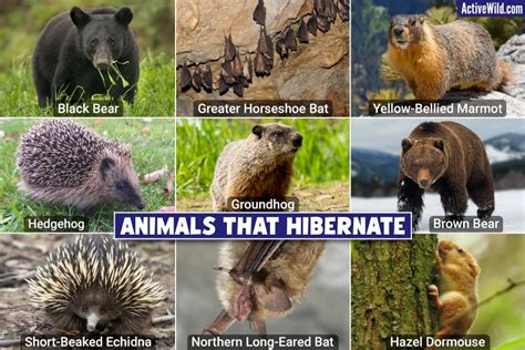 Hibernate .